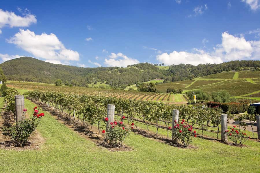Hunter Valley: Wine Tour with 3 Tastings and Garden Lunch - Should you book? My call on this Hunter Valley wine day
