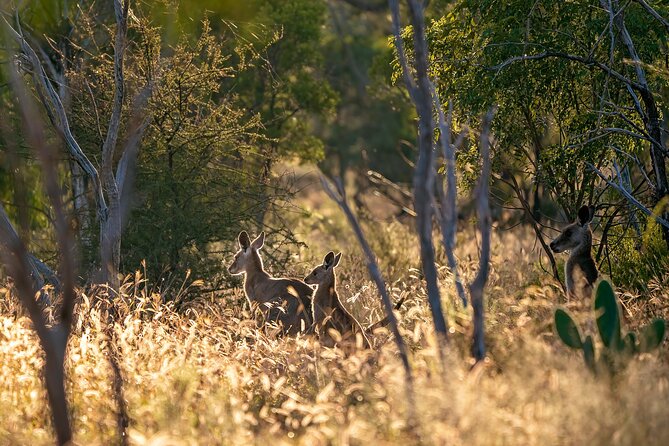 Intimate Blue Mountains Wild Kangaroos & Sunset for Nature Lovers - Getting out of Sydney without losing half the day