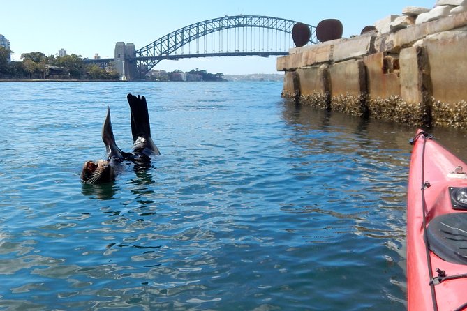 Kayak to Goat Island in Sydney Harbour with Local - After the Paddle: Blackwattle Bay Food Options Are Right There