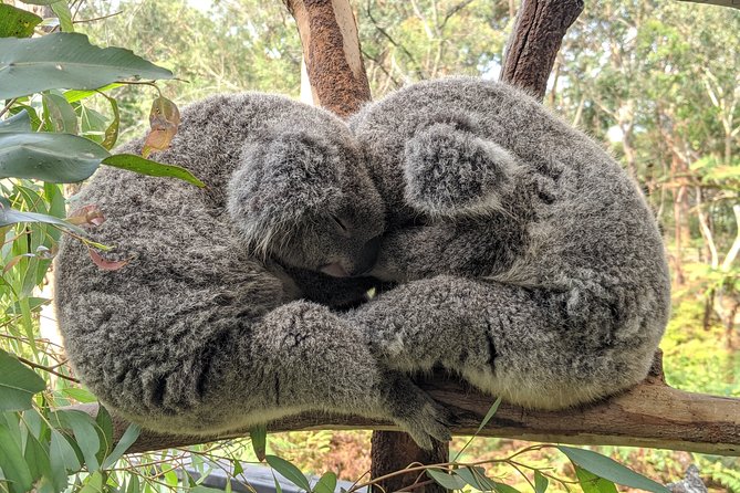 Koala & Kangaroos Experience, Waterfalls and Scenic Train Journey - From Sydney’s bridges to Aussie critters: what this day really delivers