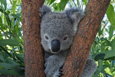 Koala & Kangaroos Experience, Waterfalls and Scenic Train Journey - Ben, pickup, and the ride that makes the day feel local