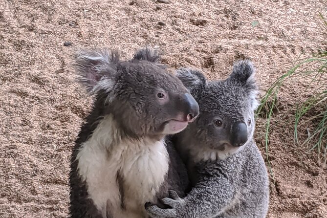 Koala & Kangaroos Experience, Waterfalls and Scenic Train Journey - Bouddi National Park and the coastal walk you’ll remember