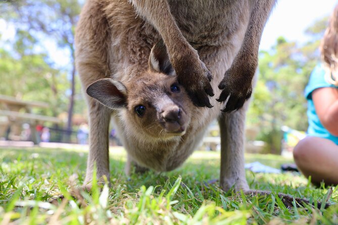 Luxury Hunter Valley Wildlife & Wine Tasting Tour from Sydney - Lunch at Oaks Cypress Lakes Resort: what optional really means