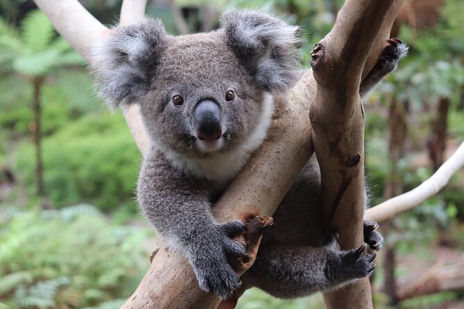 Luxury Hunter Valley Wildlife & Wine Tasting Tour from Sydney - Who this tour suits best, and who should think twice