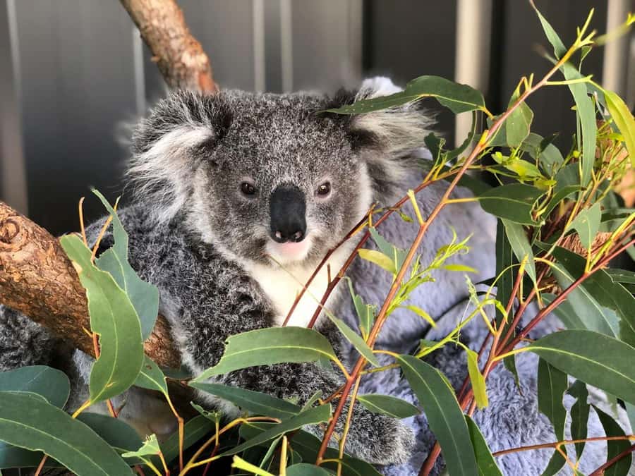 Port Stephens: Dolphin Cruise, Lunch, Koalas & Sandboarding - Key highlights at a glance