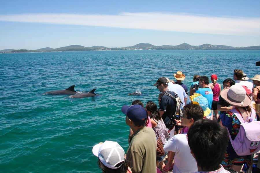 Port Stephens: Dolphin Cruise, Lunch, Koalas & Sandboarding - Port Stephens Koala Sanctuary: rehab-first conservation you can walk through