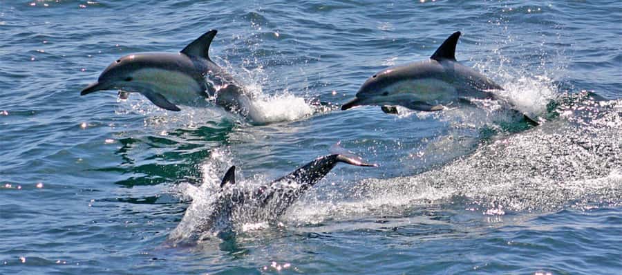 Port Stephens: Dolphin Cruise, Lunch, Koalas & Sandboarding - Should you book this tour?