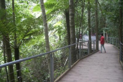 PRIVATE Blue Mountains day tour with local guide. - Featherdale Wildlife Park: native animals without the stress