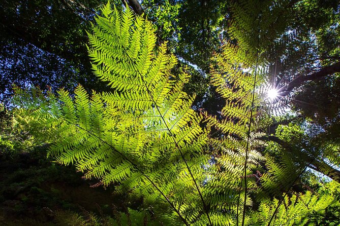 Private Blue Mountains Escape The Crowds Mercedes Tour - Wentworth Falls rainforest walk in the Jamison Valley