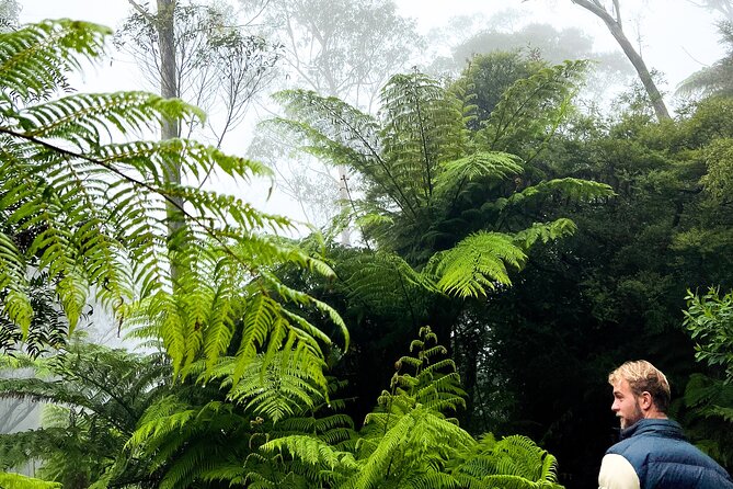 Private Blue Mountains Tour | Waterfalls, Koalas & Views - Scenic World: the optional cable car and rainforest descent (with a known cost)