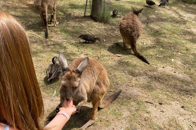 Private Blue Mountains Tour | Waterfalls, Koalas & Views - Comfort, pace, and who this tour suits best