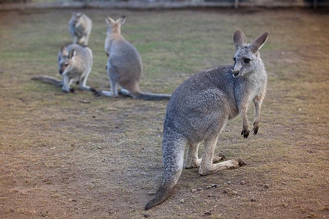 Private Tour: Blue Mountains Day Trip from Sydney - Calmsley Hill City Farm: animal time plus a real working farm feel