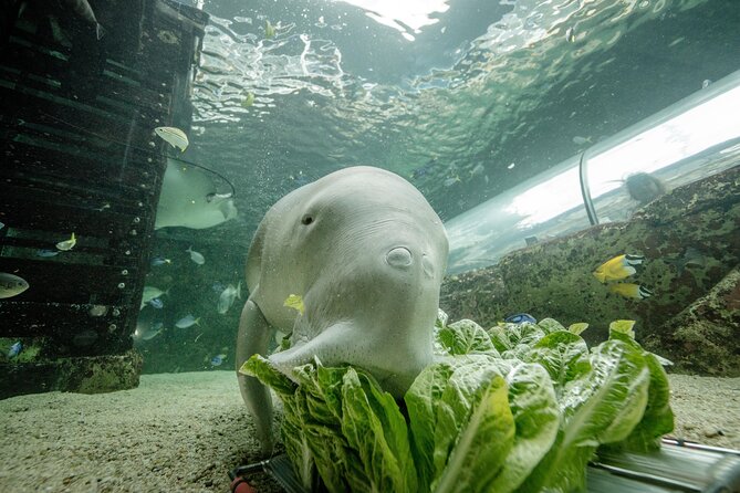 SEA LIFE Sydney Aquarium Entrance Ticket - Key highlights at SEA LIFE Sydney Aquarium (Sydney)