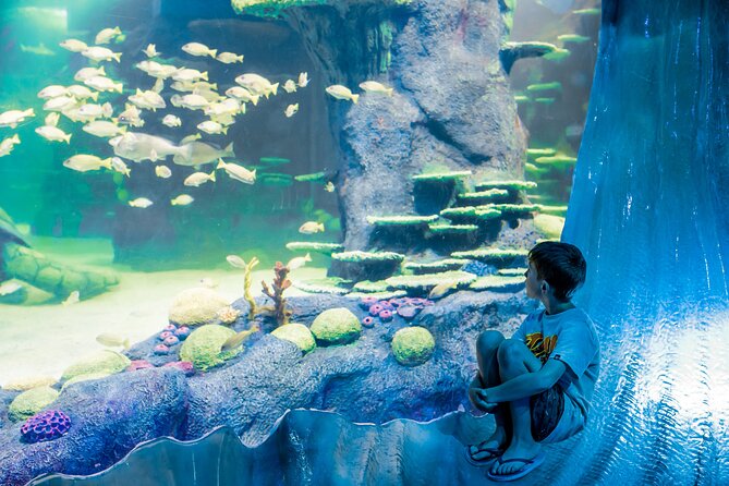 SEA LIFE Sydney Aquarium Entrance Ticket - How Crowding Changes the Experience (and How You Beat It)