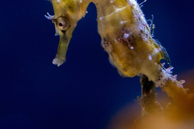 SEA LIFE Sydney Aquarium Entrance Ticket - Price and Value at $31.56: What You Get for Your Money