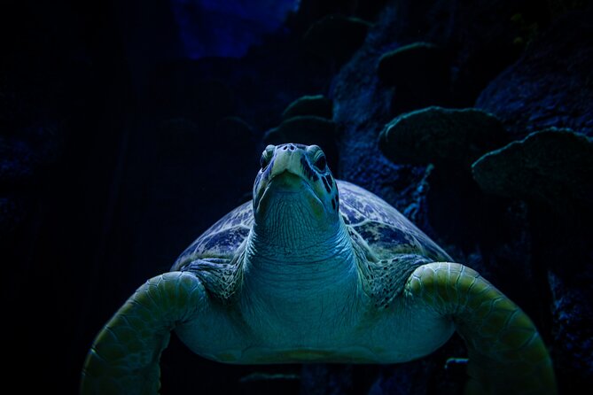 SEA LIFE Sydney Aquarium Entrance Ticket - Practical Tips for a Smooth Visit