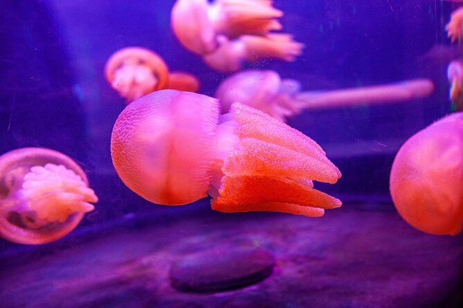 SEA LIFE Sydney Aquarium Entrance Ticket - Should You Book This SEA LIFE Sydney Aquarium Entrance Ticket?