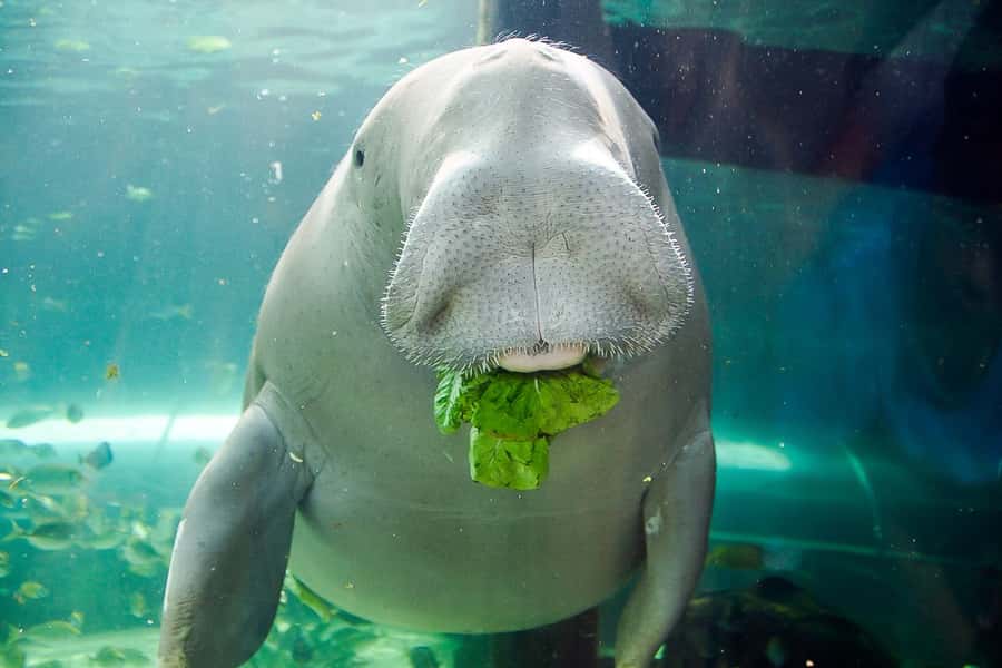 SEA LIFE Sydney Aquarium Entry Ticket - Key things to notice before you go
