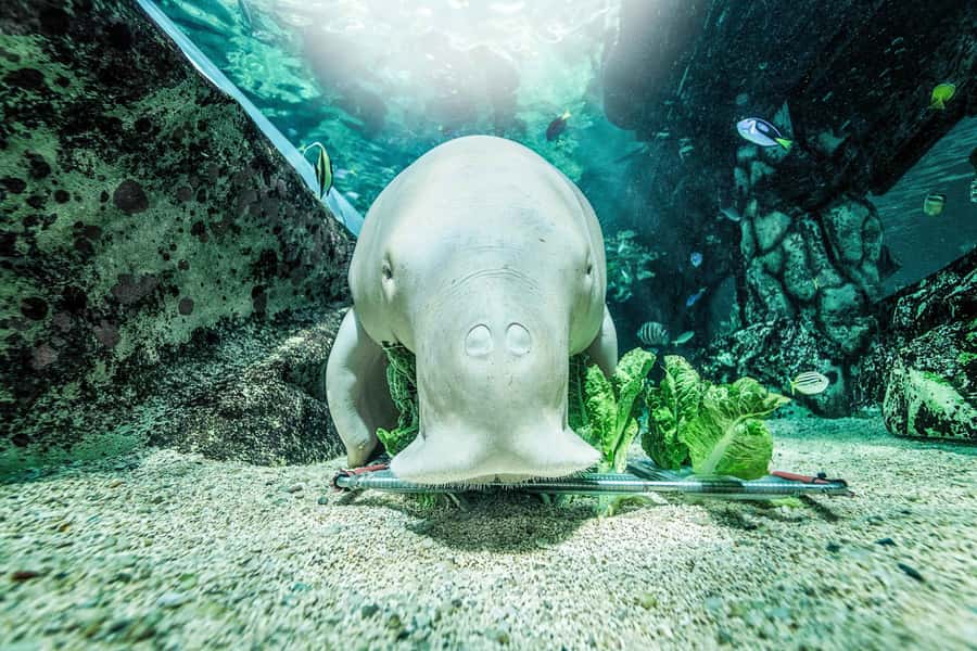 SEA LIFE Sydney Aquarium Entry Ticket - A note on staff info and those short animal moments