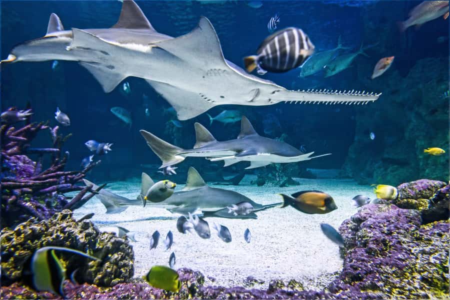 SEA LIFE Sydney Aquarium Entry Ticket - A city-center aquarium with big-attraction energy