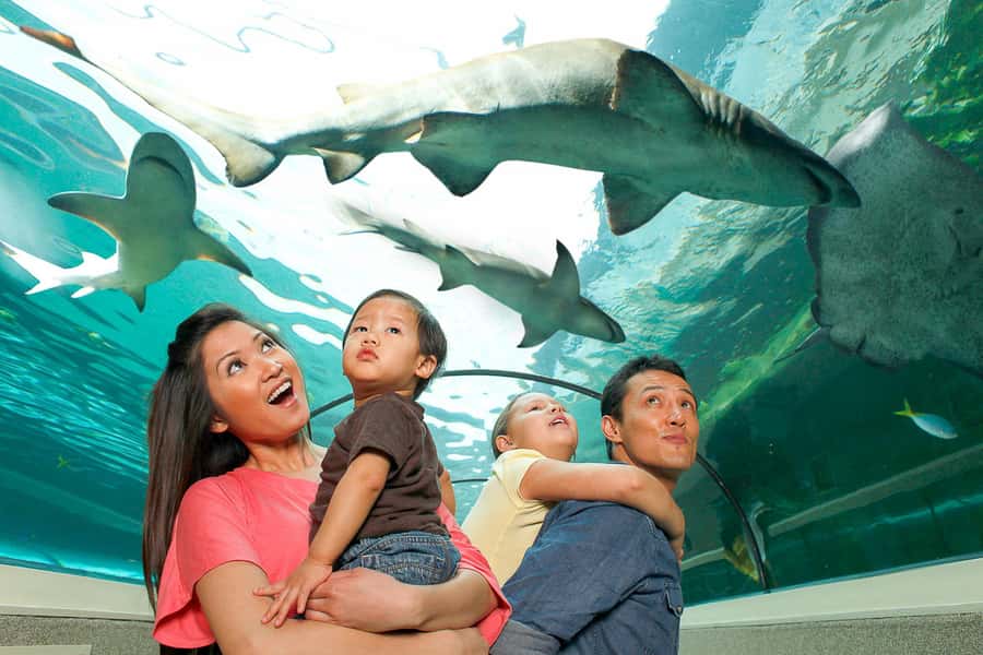SEA LIFE Sydney Aquarium Entry Ticket - A self-guided route that still feels like an itinerary