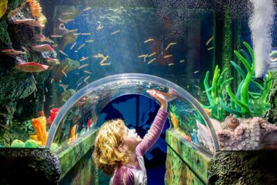 SEA LIFE Sydney Aquarium Entry Ticket - What your ticket actually gets you