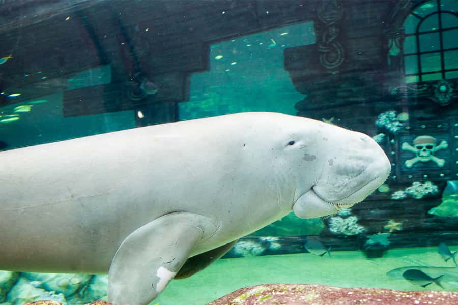 SEA LIFE Sydney Aquarium Entry Ticket - Price and value: what $31 buys you in real life