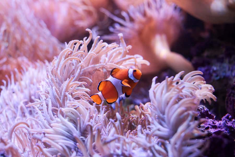 SEA LIFE Sydney Aquarium Entry Ticket - Crowds and timing: how to get your best experience