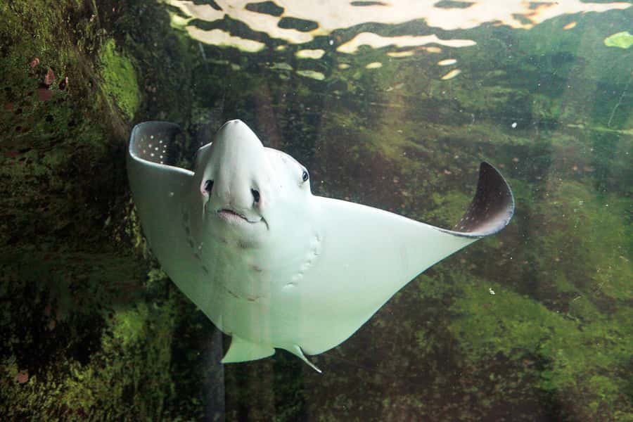 SEA LIFE Sydney Aquarium Entry Ticket - Rules you’ll want to know before you arrive