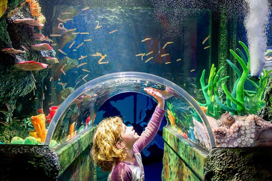 SEA LIFE Sydney Aquarium Entry Ticket - What your ticket actually gets you