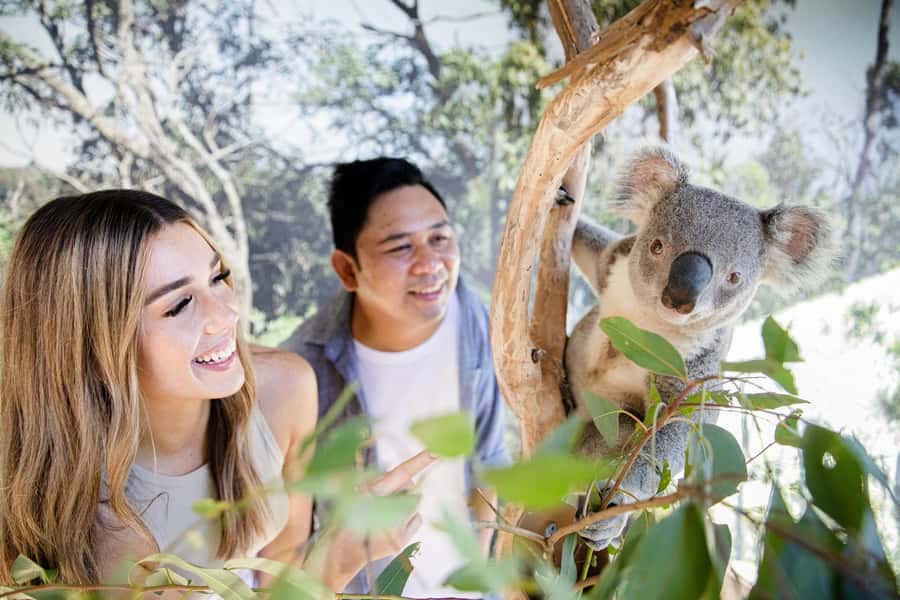 Small Group Blue Mountains, Wildlife & Scenic World Day Tour - Gordon Falls, Echo Point, and the Three Sisters: your best photo chain