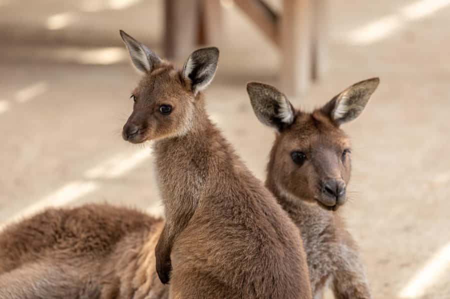 Small Group Blue Mountains, Wildlife & Scenic World Day Tour - Scenic World Katoomba: unlimited rides with the Skyway, Cableway, Railway, and Walkway