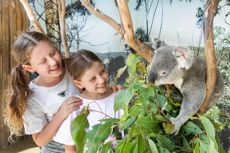 Small Group Blue Mountains, Wildlife & Scenic World Day Tour - Small-group comfort on the luxury coach (and why it matters)