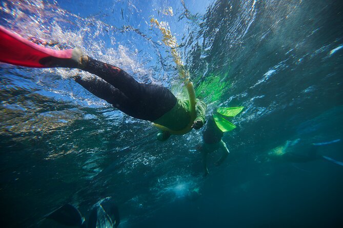 Small Group Manly Snorkel Tour and Nature Walk with Local Guide - Why This Manly Snorkel Feels Different From DIY