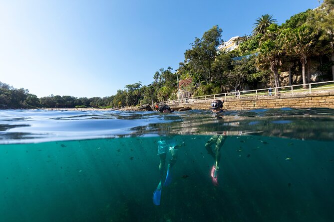 Small Group Manly Snorkel Tour and Nature Walk with Local Guide - Cabbage Tree Bay Reserve: Why Shelly Beach Is the Star