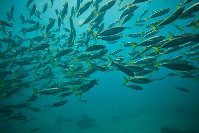 Small Group Manly Snorkel Tour and Nature Walk with Local Guide - Wetsuits, Swim Tests, and Cold-Water Reality