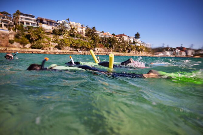 Small Group Manly Snorkel Tour and Nature Walk with Local Guide - What You Might See: Blue Groper, Cuttlefish, and More