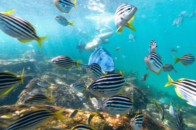 Small Group Manly Snorkel Tour and Nature Walk with Local Guide - Price and Value: What $78.18 Actually Buys You
