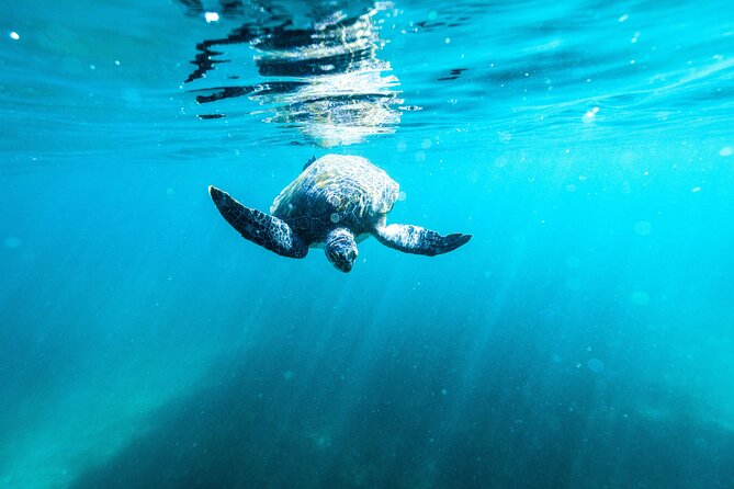Small Group Manly Snorkel Tour and Nature Walk with Local Guide - Who Should Book This and Who Should Skip It