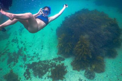 Snorkeling To Discover Sydney's Underwater Wonders - The guide is the product: route planning and real wildlife spotting