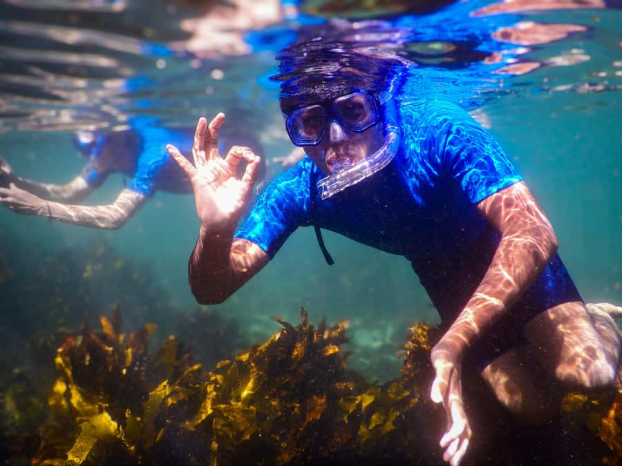 Snorkeling Tour: Discover Sydney’s impressive sea life - Key things that make this snorkeling tour stand out