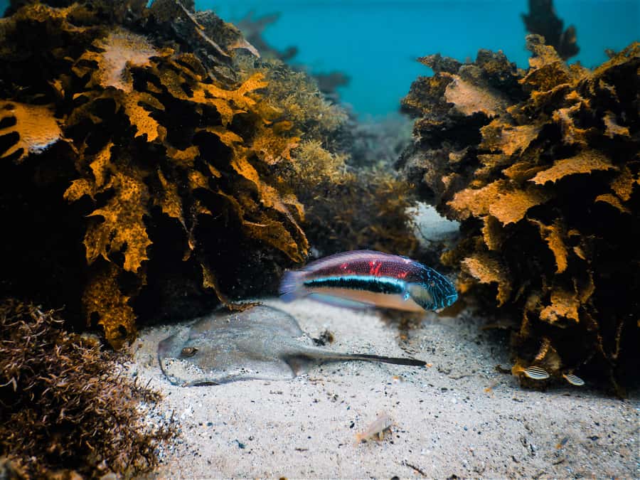 Snorkeling Tour: Discover Sydney’s impressive sea life - Clovelly’s reef is an easy way into Sydney’s ocean world