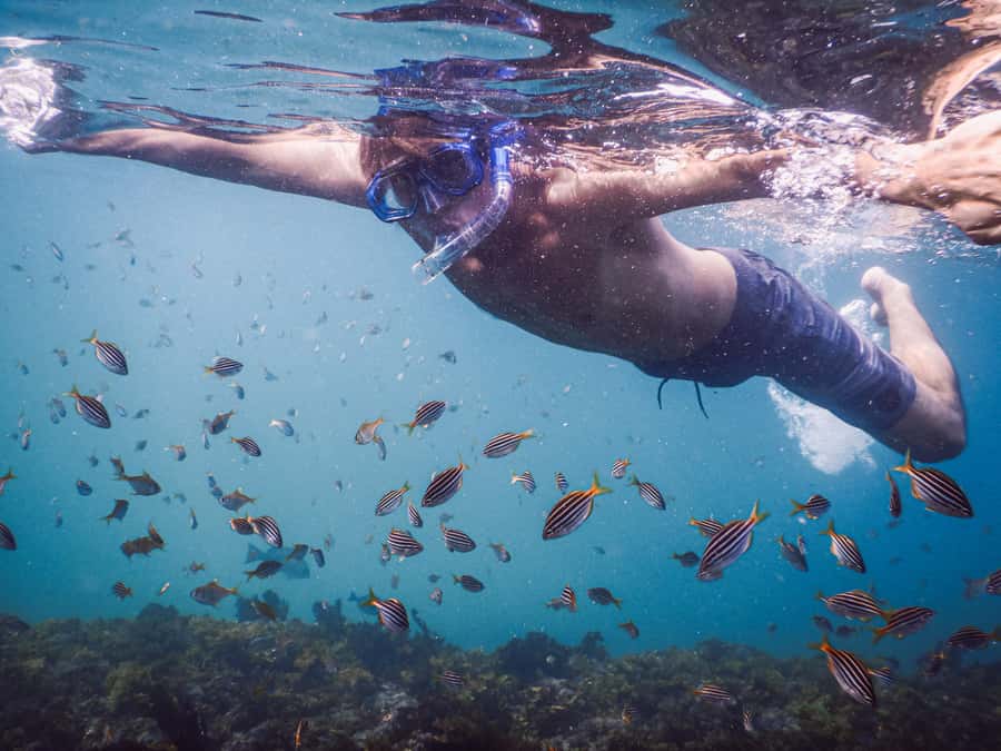 Snorkeling Tour: Discover Sydney’s impressive sea life - Meet at Clovelly Free Car Park, right by the Surf Life Saving Club