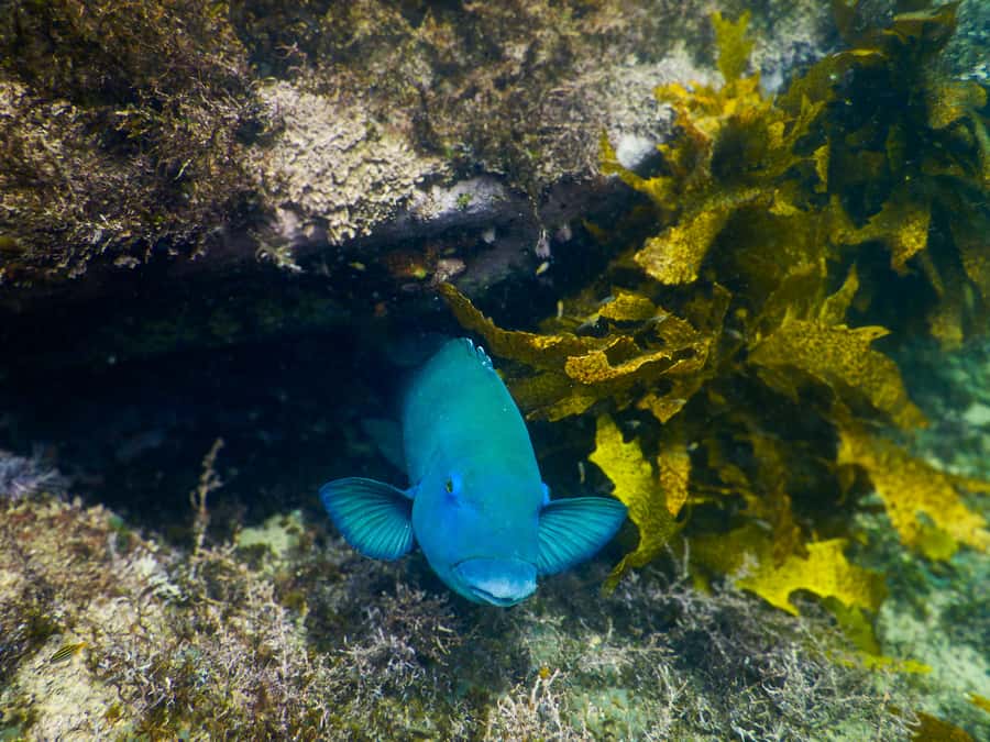 Snorkeling Tour: Discover Sydney’s impressive sea life - Gear basics: included kit, flotation aids, and the wetsuit question