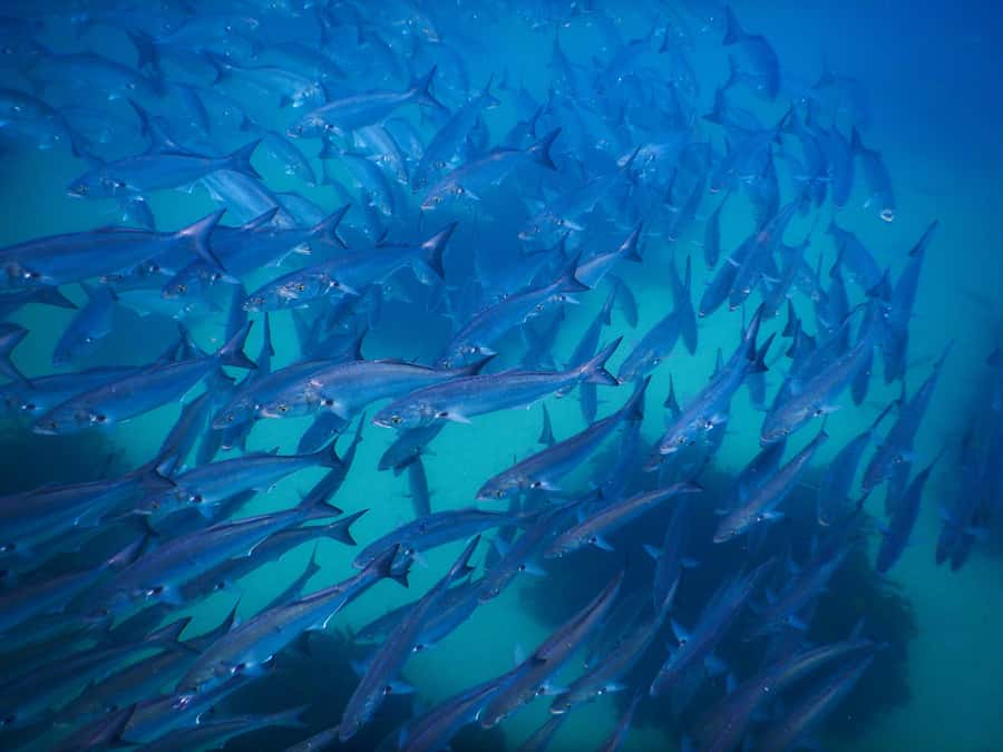 Snorkeling Tour: Discover Sydney’s impressive sea life - Complimentary photos: why you should actually use this service