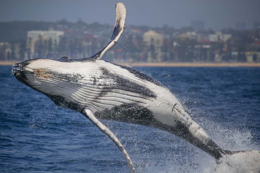 Sydney: 2-hour Express Whale Watching Cruise - Key Things I’d Circle on Your Planning Map