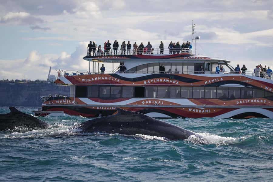 Sydney: 2-hour Express Whale Watching Cruise - Starting at Circular Quay Wharf 6: Quick Check-In, Quick Start