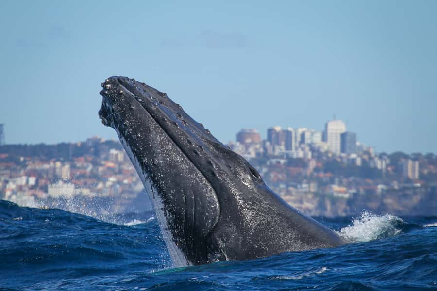 Sydney: 2-hour Express Whale Watching Cruise - The Express Timing: How Your Two Hours Get Spent