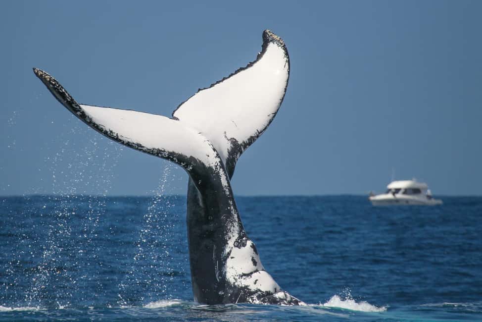 Sydney: 2-hour Express Whale Watching Cruise - Live English Commentary + Audio: What You’ll Learn in 2 Hours