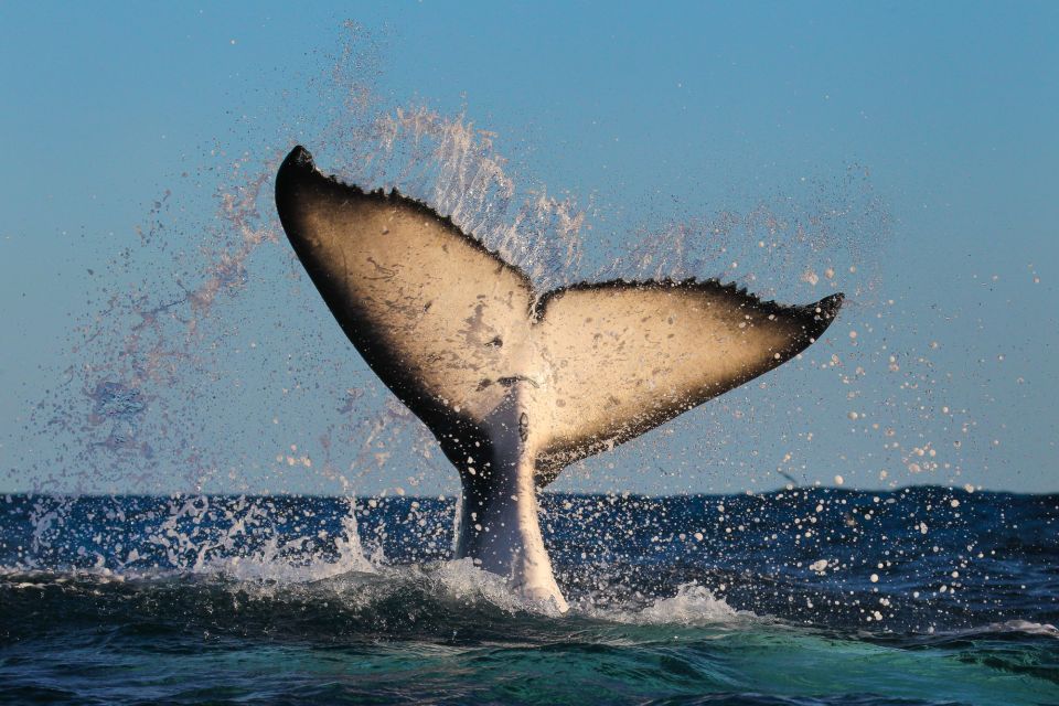 Sydney: 2-hour Express Whale Watching Cruise - Should You Book This 2-Hour Express Whale Watching Cruise?